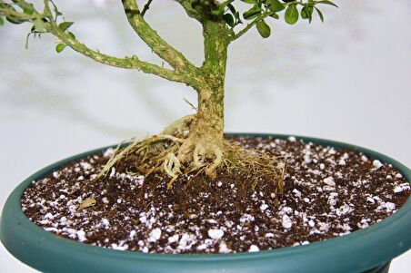 BONSAİ BUXUS - 7 YAŞINDA HEDİYELİK BONSAİ