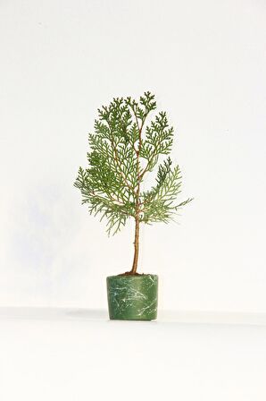 BONSAİ THUJA ORİENTALİS - HEDİYELİK BONSAİ (Yeşil Saksı)