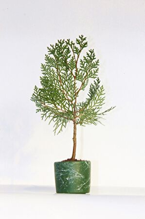 BONSAİ THUJA ORİENTALİS 2 ADET - HEDİYELİK BONSAİ (Yeşil Saksı)