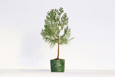 BONSAİ THUJA ORİENTALİS 2 ADET - HEDİYELİK BONSAİ (Yeşil Saksı)