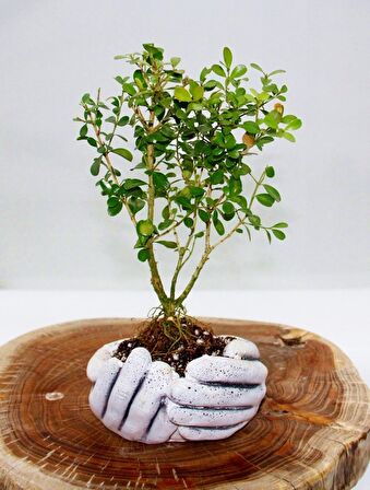 BONSAİ BUXUS - HEDİYELİK BONSAİ (Avuç Saksı)