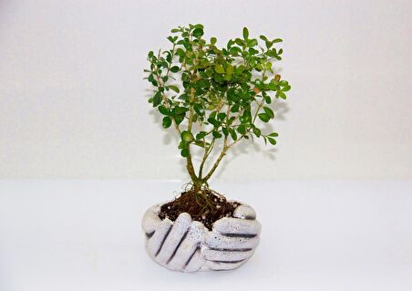 BONSAİ BUXUS - HEDİYELİK BONSAİ (Avuç Saksı)