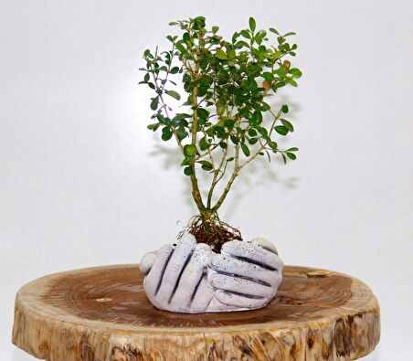 BONSAİ BUXUS - HEDİYELİK BONSAİ (Avuç Saksı)