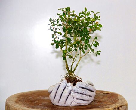 BONSAİ BUXUS 2 ADET - HEDİYELİK BONSAİ (Avuç Saksı)