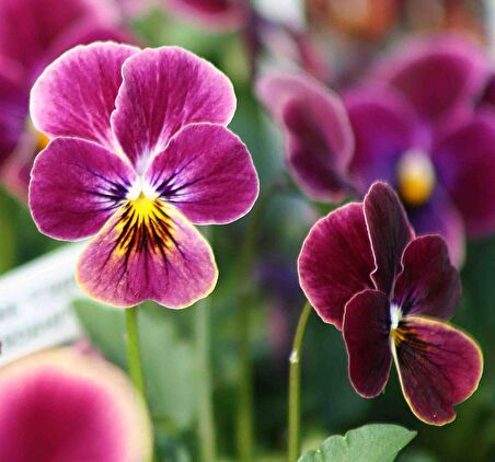 HERCAİ MENEKŞE PEMBE 45 ADET - MEVSİMLİK ÇİÇEK