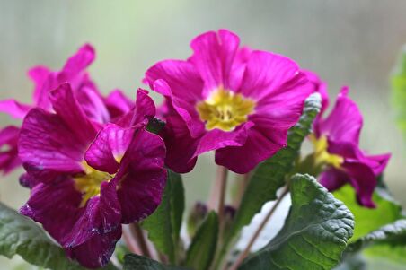 HERCAİ MENEKŞE PEMBE 45 ADET - MEVSİMLİK ÇİÇEK