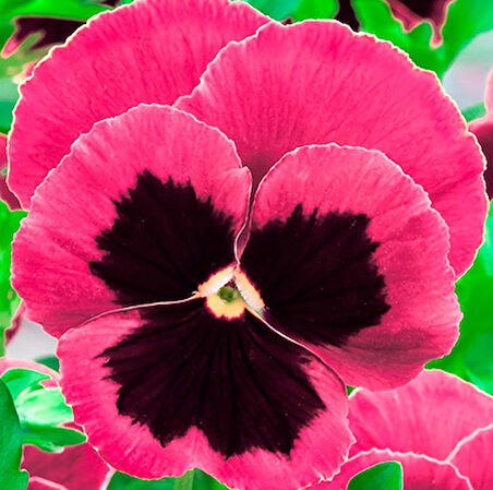 HERCAİ MENEKŞE PEMBE 45 ADET - MEVSİMLİK ÇİÇEK