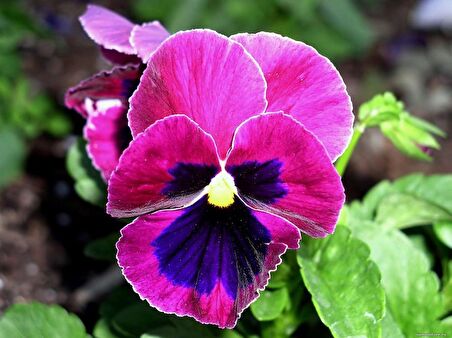 HERCAİ MENEKŞE PEMBE 45 ADET - MEVSİMLİK ÇİÇEK