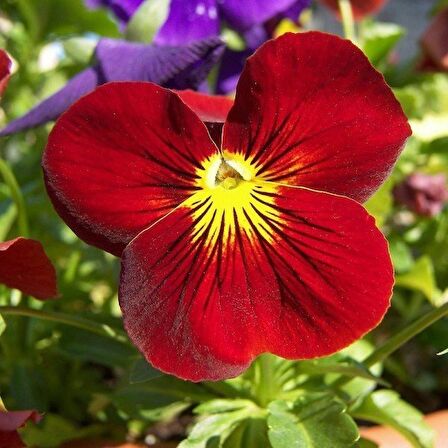 HERCAİ MENEKŞE KIRMIZI 45 ADET - MEVSİMLİK ÇİÇEK