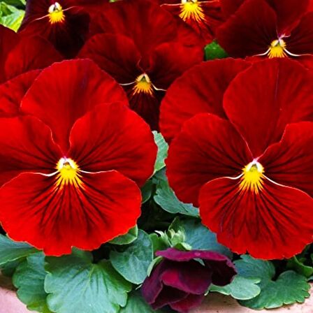 HERCAİ MENEKŞE KIRMIZI 45 ADET - MEVSİMLİK ÇİÇEK