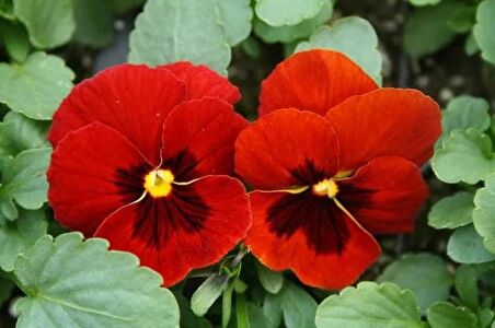 HERCAİ MENEKŞE KIRMIZI 45 ADET - MEVSİMLİK ÇİÇEK