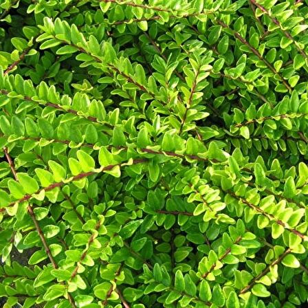 HANIMELİ ÇİT BİTKİSİ 3 ADET 'Lonicera Nitida'