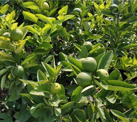 LİME MİSKET LİMON FİDANI 5 ADET - Limequat