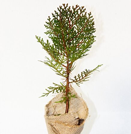 NİKAH ÇAMI 100 ADET - ÖZEL GÜN FİDANI (Thuja Orientalis)