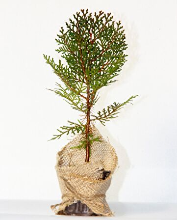 NİKAH ÇAMI 100 ADET - ÖZEL GÜN FİDANI (Thuja Orientalis)