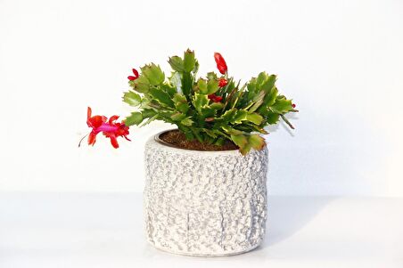 YILBAŞI ÇİÇEĞİ - HEDİYELİK STONE SERİSİ Schlumbergera