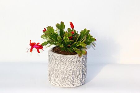 YILBAŞI ÇİÇEĞİ - HEDİYELİK STONE SERİSİ Schlumbergera