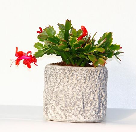 YILBAŞI ÇİÇEĞİ - HEDİYELİK STONE SERİSİ Schlumbergera