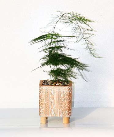 TÜL KUŞKONMAZ ASPARAGUS - HEDİYELİK BRONZ SAKSIDA