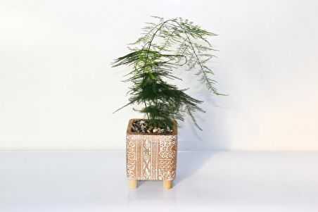 TÜL KUŞKONMAZ ASPARAGUS 2 ADET - HEDİYELİK BRONZ SAKSIDA