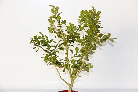 BONSAİ BUXUS  - HEDİYELİK BONSAİ (Kırmızı Saksı)