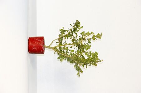 BONSAİ BUXUS 3 ADET - HEDİYELİK BONSAİ (Kırmızı Saksı)