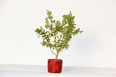 BONSAİ BUXUS 3 ADET - HEDİYELİK BONSAİ (Kırmızı Saksı)