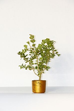 BONSAİ BUXUS - HEDİYELİK BONSAİ (Orange Saksı)