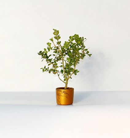 BONSAİ BUXUS - HEDİYELİK BONSAİ (Orange Saksı)