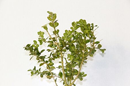 BONSAİ BUXUS - HEDİYELİK BONSAİ (Orange Saksı)