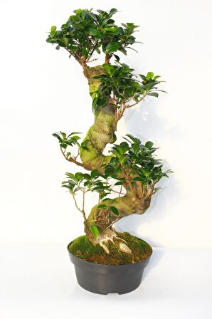 BONSAİ FİCUS GİNSENG 60 CM - S FORM 10 YAŞINDA