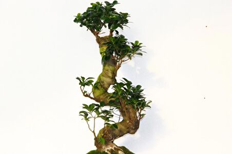 BONSAİ FİCUS GİNSENG 60 CM - S FORM 10 YAŞINDA