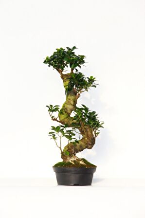 BONSAİ FİCUS GİNSENG 10 YAŞINDA - S FORM 60 CM