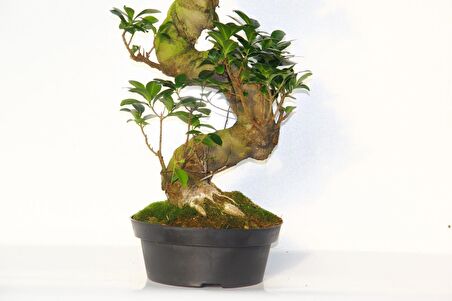 BONSAİ FİCUS GİNSENG 10 YAŞINDA - S FORM 60 CM