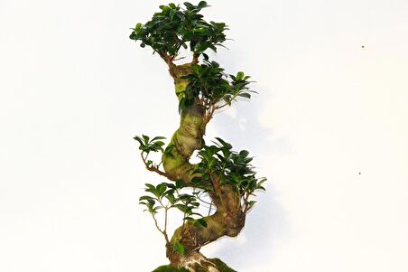 BONSAİ FİCUS GİNSENG 10 YAŞINDA - S FORM 60 CM