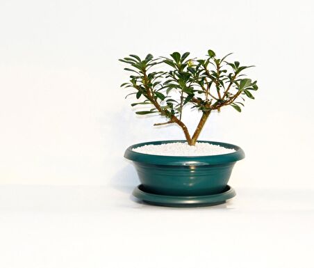 BONSAİ PİTOSPORUM YILDIZ ÇALISI - 7 YAŞINDA (Yeşil Saksı)
