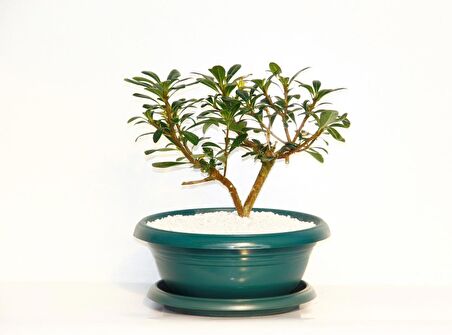 BONSAİ PİTOSPORUM YILDIZ ÇALISI - 7 YAŞINDA (Yeşil Saksı)