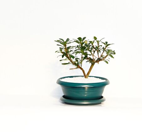 BONSAİ PİTOSPORUM YILDIZ ÇALISI - 7 YAŞINDA (Yeşil Saksı)