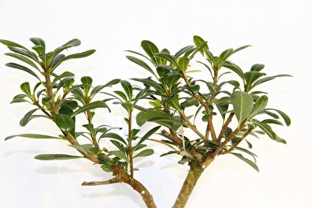 BONSAİ PİTOSPORUM YILDIZ ÇALISI - 7 YAŞINDA (Yeşil Saksı)