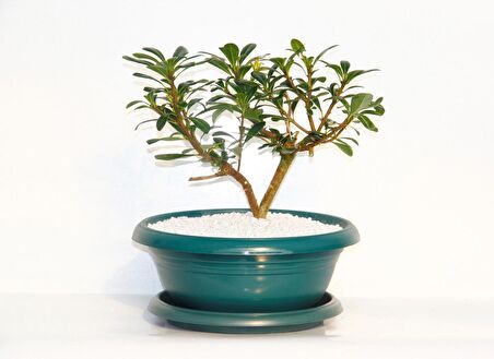 BONSAİ PİTOSPORUM YILDIZ ÇALISI - 7 YAŞINDA (Yeşil Saksı)