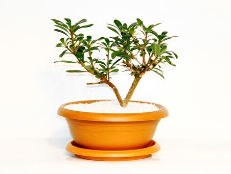 BONSAİ PİTOSPORUM YILDIZ ÇALISI - 7 YAŞINDA (Kiremit Saksı)