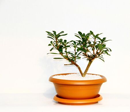 BONSAİ PİTOSPORUM YILDIZ ÇALISI - 7 YAŞINDA (Kiremit Saksı)