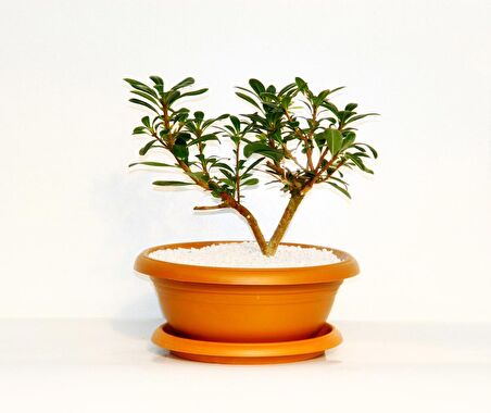 BONSAİ PİTOSPORUM YILDIZ ÇALISI - 7 YAŞINDA (Kiremit Saksı)