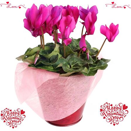 SEVGİLİLER GÜNÜ ÇİÇEĞİ PEMBE SİKLAMEN