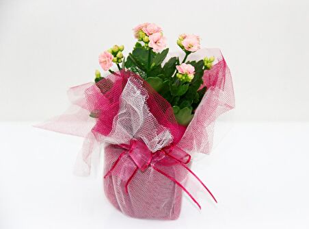 PEMBE KALANŞÖ ÇİÇEĞİ - SEVGİLİLER GÜNÜ ve ÖZEL GÜN HEDİYESİ