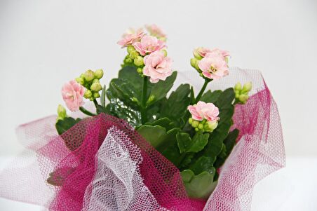 PEMBE KALANŞÖ ÇİÇEĞİ - SEVGİLİLER GÜNÜ ve ÖZEL GÜN HEDİYESİ