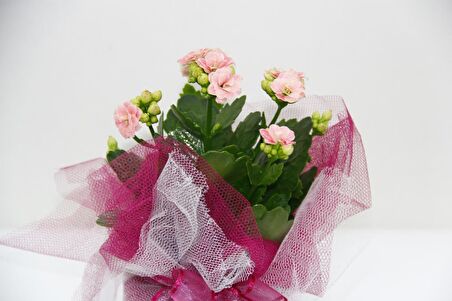 PEMBE KALANŞÖ ÇİÇEĞİ - SEVGİLİLER GÜNÜ ve ÖZEL GÜN HEDİYESİ