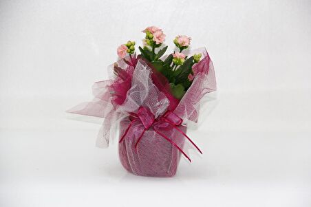 PEMBE KALANŞÖ ÇİÇEĞİ - SEVGİLİLER GÜNÜ ve ÖZEL GÜN HEDİYESİ