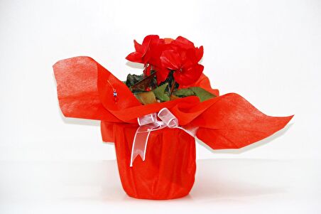 KIRMIZI SİKLAMEN ÇİÇEĞİ - SEVGİLİLER GÜNÜ ve Özel GÜN HEDİYESİ