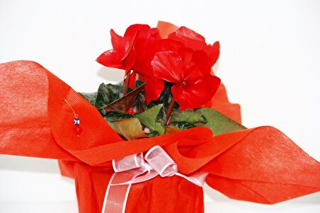 KIRMIZI SİKLAMEN ÇİÇEĞİ - SEVGİLİLER GÜNÜ ve Özel GÜN HEDİYESİ